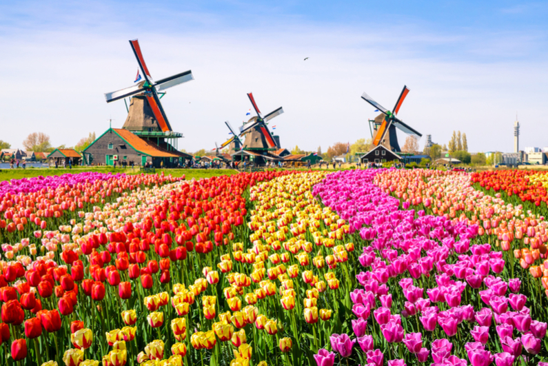 Landscape of tulips with traditional Dutch windmills in background